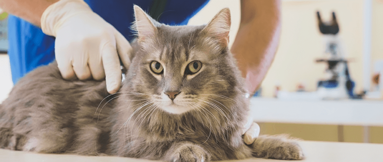 chat chez le vétérinaire